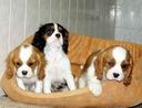 Bentley Baucis Brooklyn Qiri